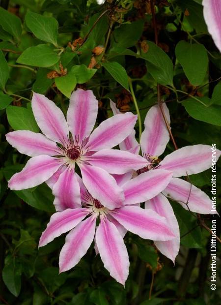 © Hortival Diffusion - Tous droits réservés