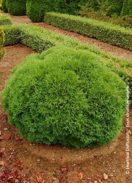 © Hortival Diffusion - Tous droits réservés