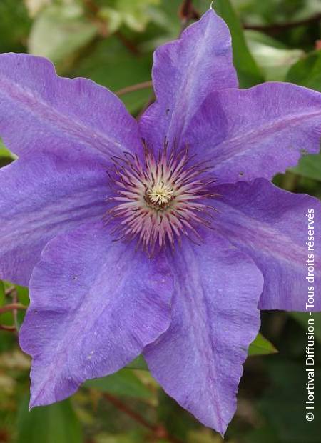 © Hortival Diffusion - Tous droits réservés