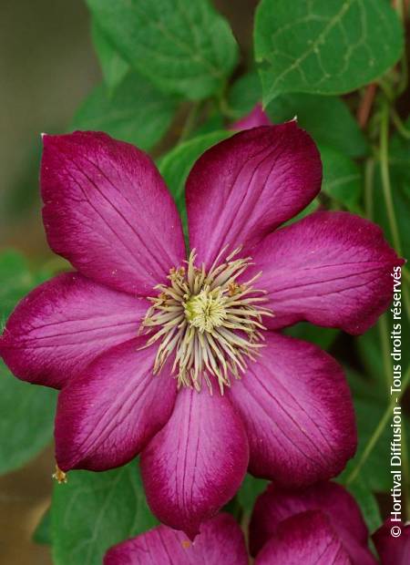 © Hortival Diffusion - Tous droits réservés