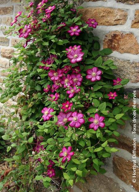 © Hortival Diffusion - Tous droits réservés