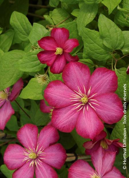 © Hortival Diffusion - Tous droits réservés