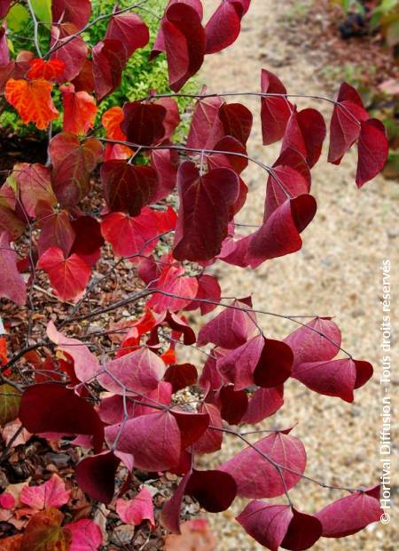 © Hortival Diffusion - Tous droits réservés