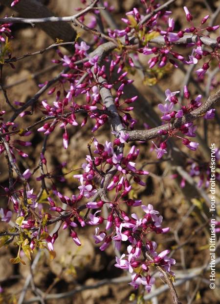 © Hortival Diffusion - Tous droits réservés