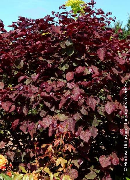 © Hortival Diffusion - Tous droits réservés