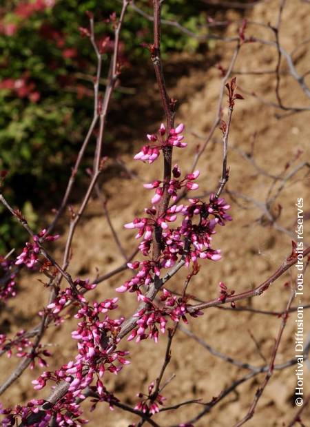 © Hortival Diffusion - Tous droits réservés