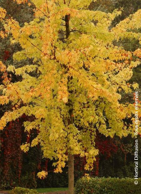 © Hortival Diffusion - Tous droits réservés