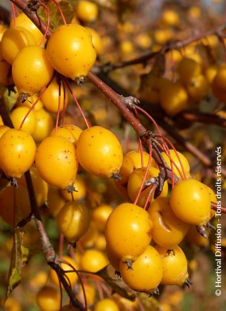 © Hortival Diffusion - Tous droits réservés