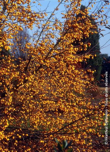 © Hortival Diffusion - Tous droits réservés