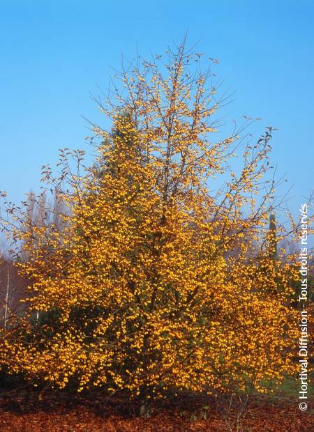 © Hortival Diffusion - Tous droits réservés