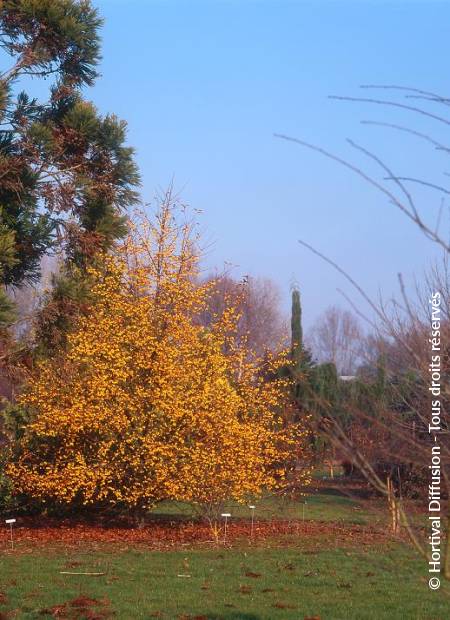 © Hortival Diffusion - Tous droits réservés