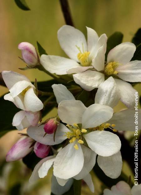 © Hortival Diffusion - Tous droits réservés