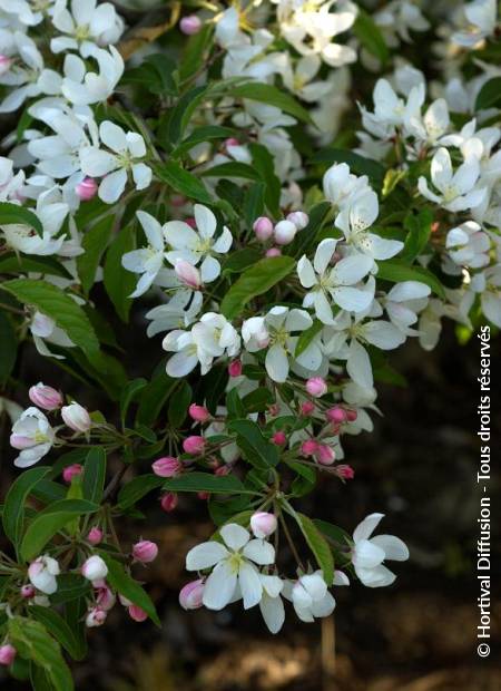 © Hortival Diffusion - Tous droits réservés