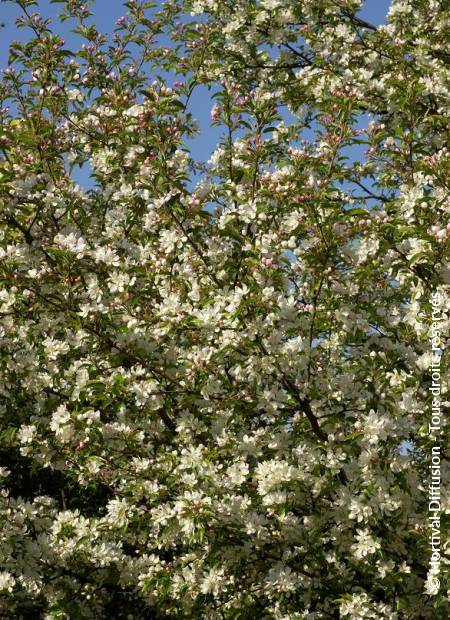 © Hortival Diffusion - Tous droits réservés