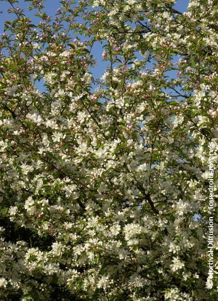 © Hortival Diffusion - Tous droits réservés