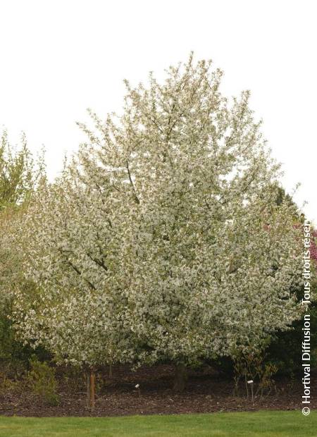 © Hortival Diffusion - Tous droits réservés