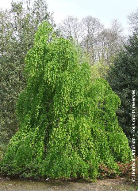 © Hortival Diffusion - Tous droits réservés