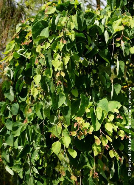 © Hortival Diffusion - Tous droits réservés