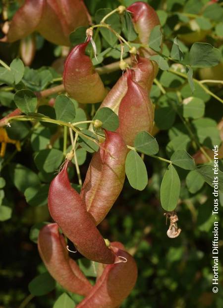 © Hortival Diffusion - Tous droits réservés