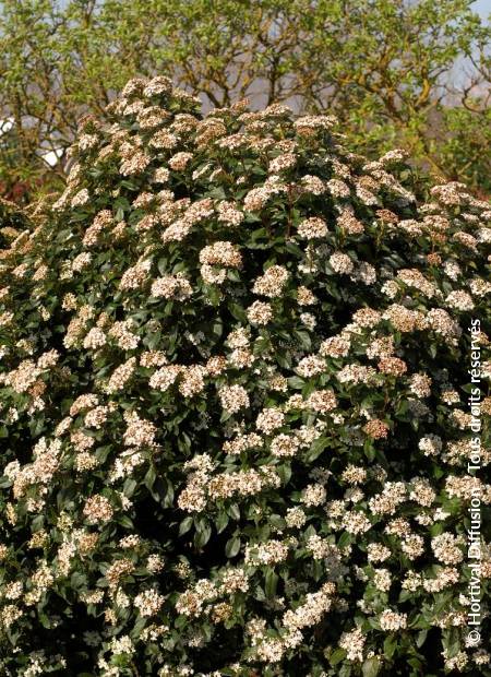 © Hortival Diffusion - Tous droits réservés