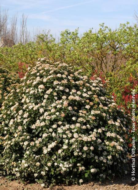 © Hortival Diffusion - Tous droits réservés