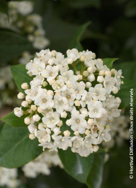 © Hortival Diffusion - Tous droits réservés