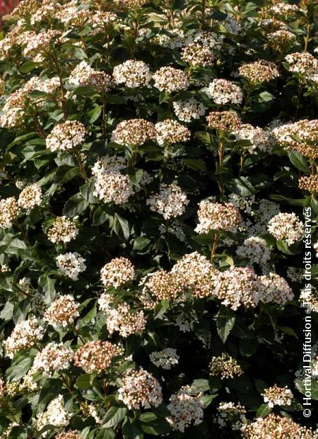 © Hortival Diffusion - Tous droits réservés