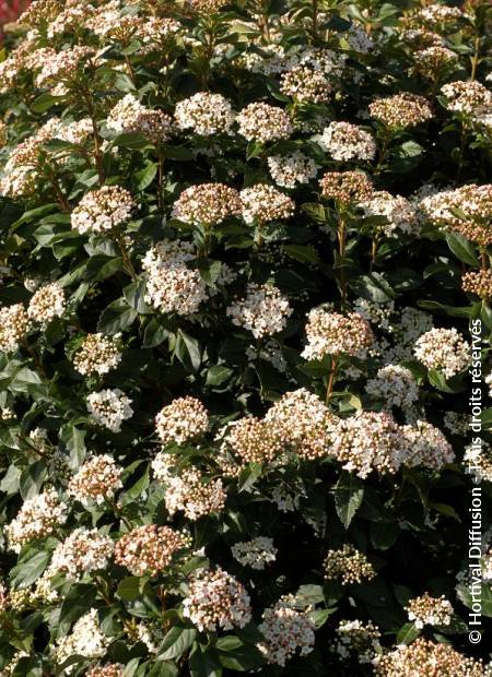 © Hortival Diffusion - Tous droits réservés