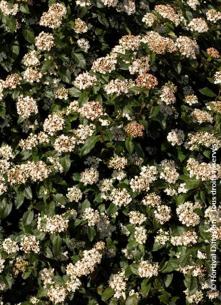 © Hortival Diffusion - Tous droits réservés