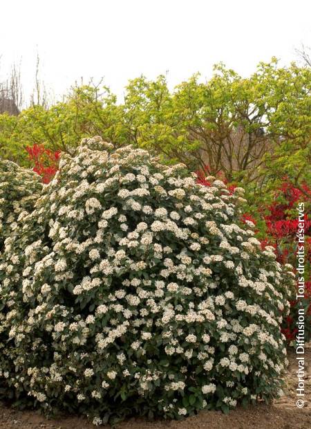 © Hortival Diffusion - Tous droits réservés