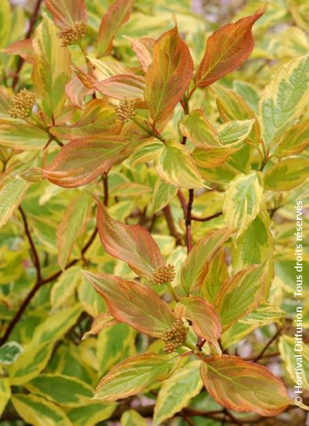 © Hortival Diffusion - Tous droits réservés