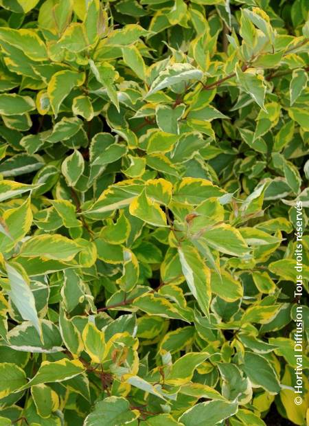 © Hortival Diffusion - Tous droits réservés