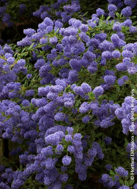 © Hortival Diffusion - Tous droits réservés