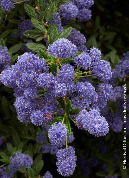 © Hortival Diffusion - Tous droits réservés
