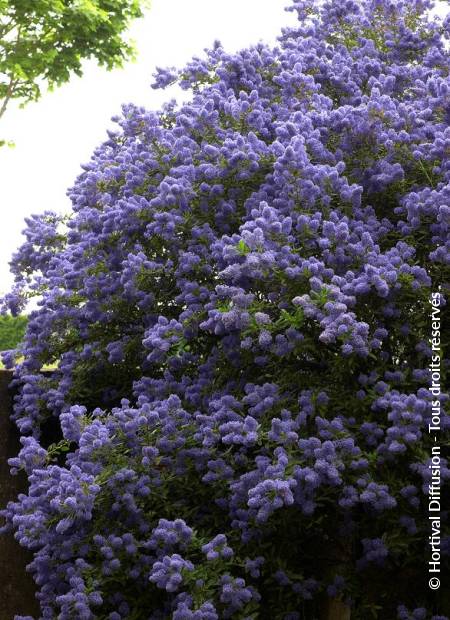 © Hortival Diffusion - Tous droits réservés