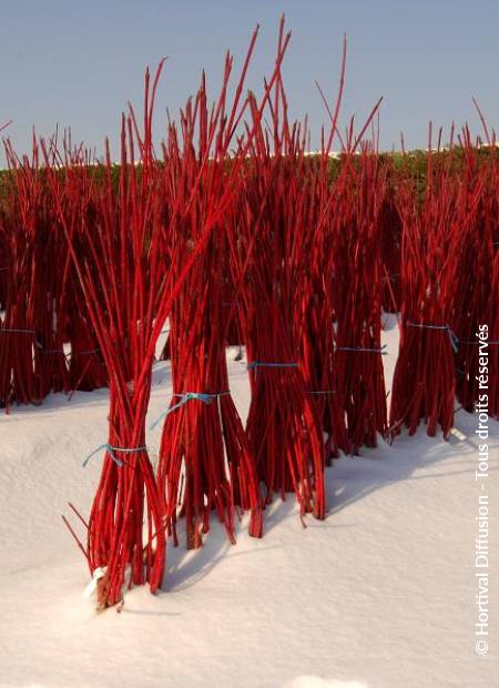 © Hortival Diffusion - Tous droits réservés