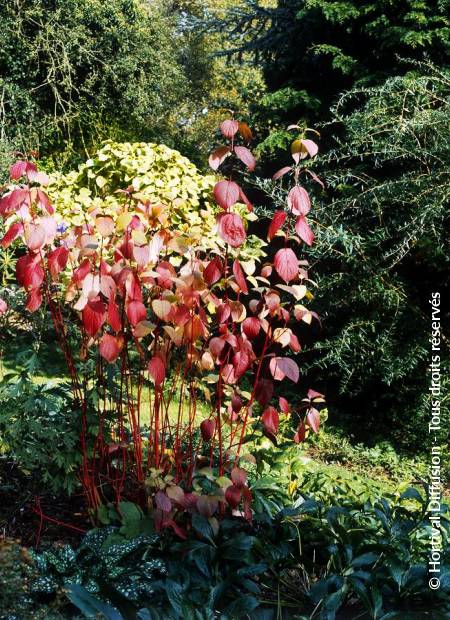 © Hortival Diffusion - Tous droits réservés