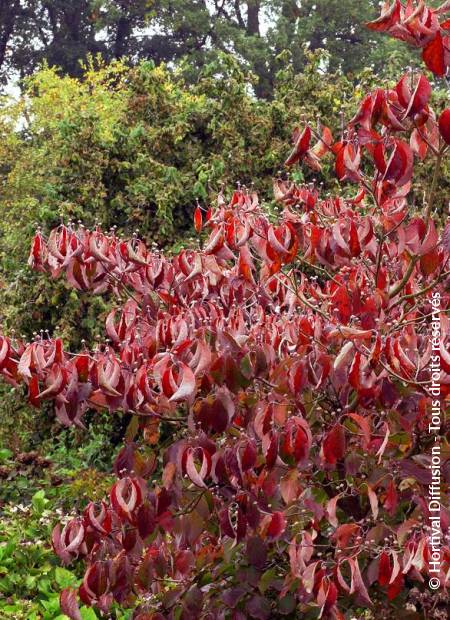 © Hortival Diffusion - Tous droits réservés