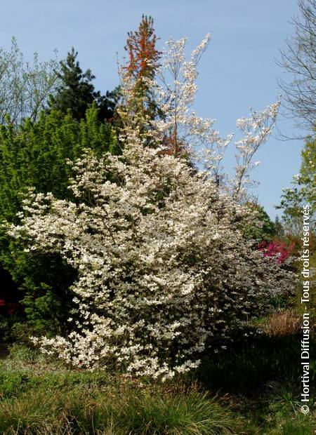 © Hortival Diffusion - Tous droits réservés