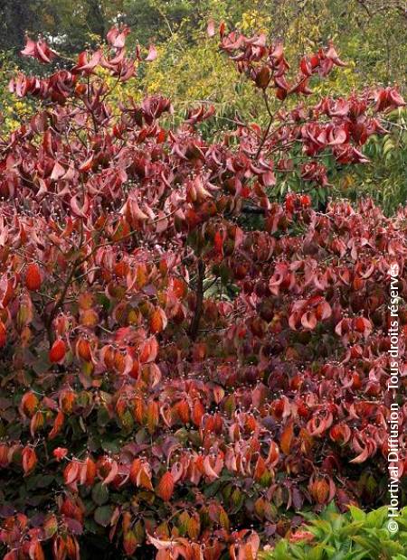 © Hortival Diffusion - Tous droits réservés