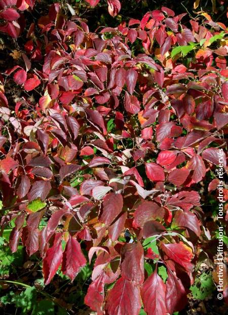 © Hortival Diffusion - Tous droits réservés