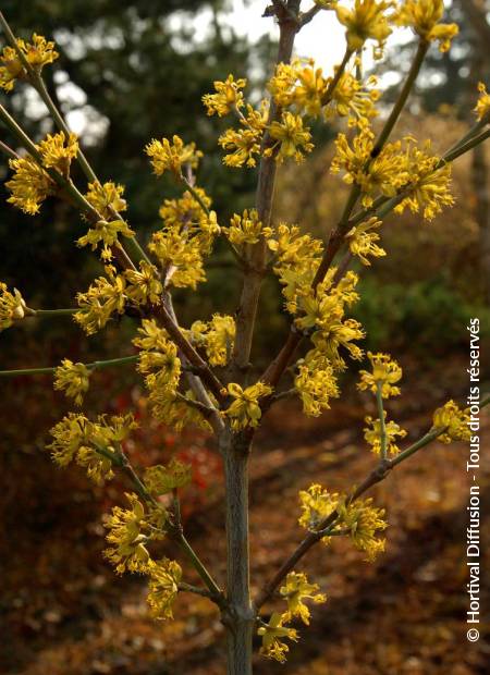 © Hortival Diffusion - Tous droits réservés