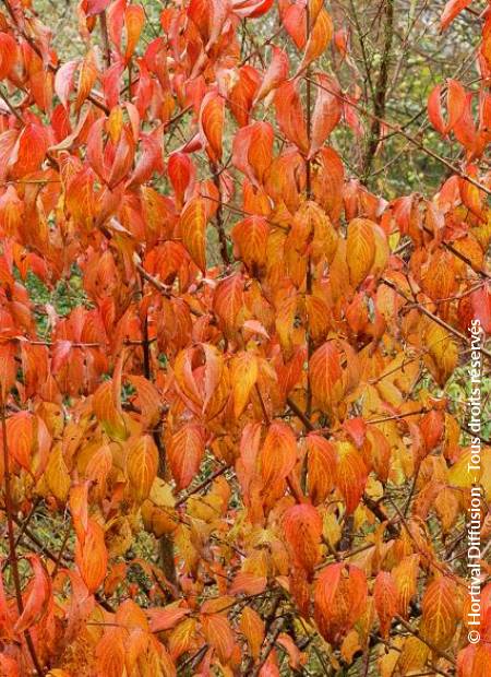 © Hortival Diffusion - Tous droits réservés