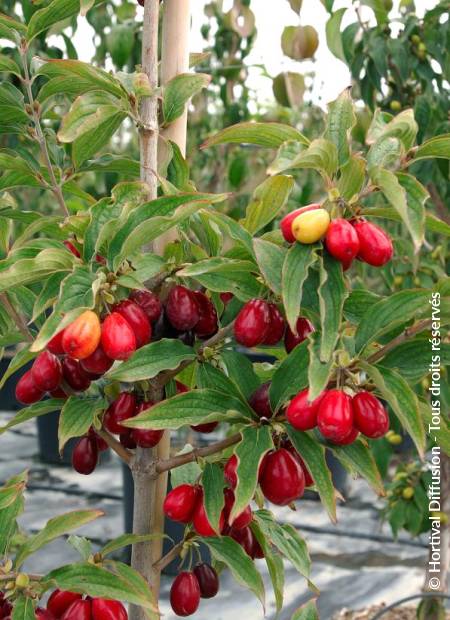 © Hortival Diffusion - Tous droits réservés