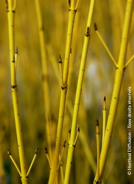 © Hortival Diffusion - Tous droits réservés