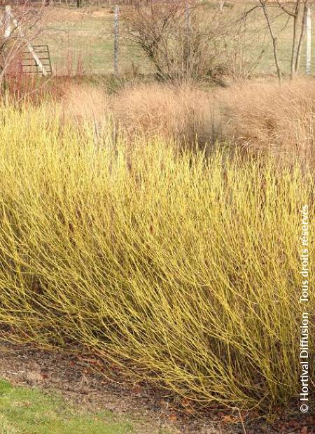 © Hortival Diffusion - Tous droits réservés