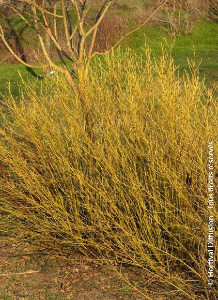 © Hortival Diffusion - Tous droits réservés