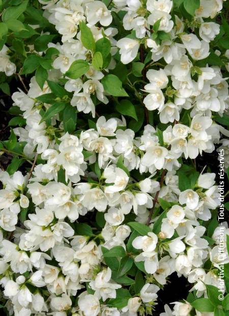 © Hortival Diffusion - Tous droits réservés