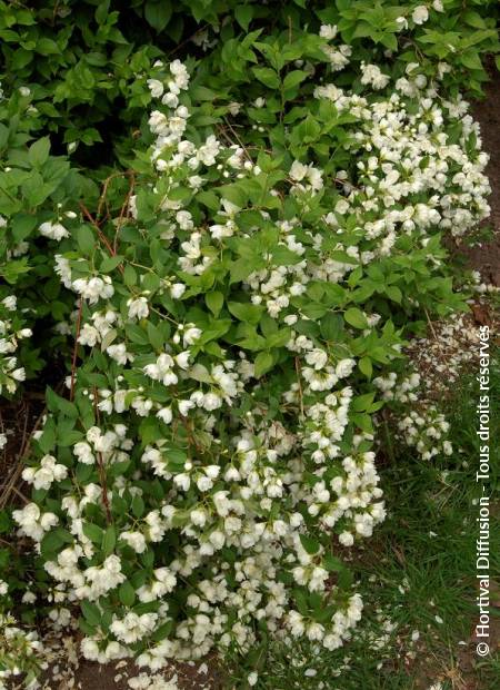 © Hortival Diffusion - Tous droits réservés