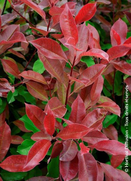 © Hortival Diffusion - Tous droits réservés